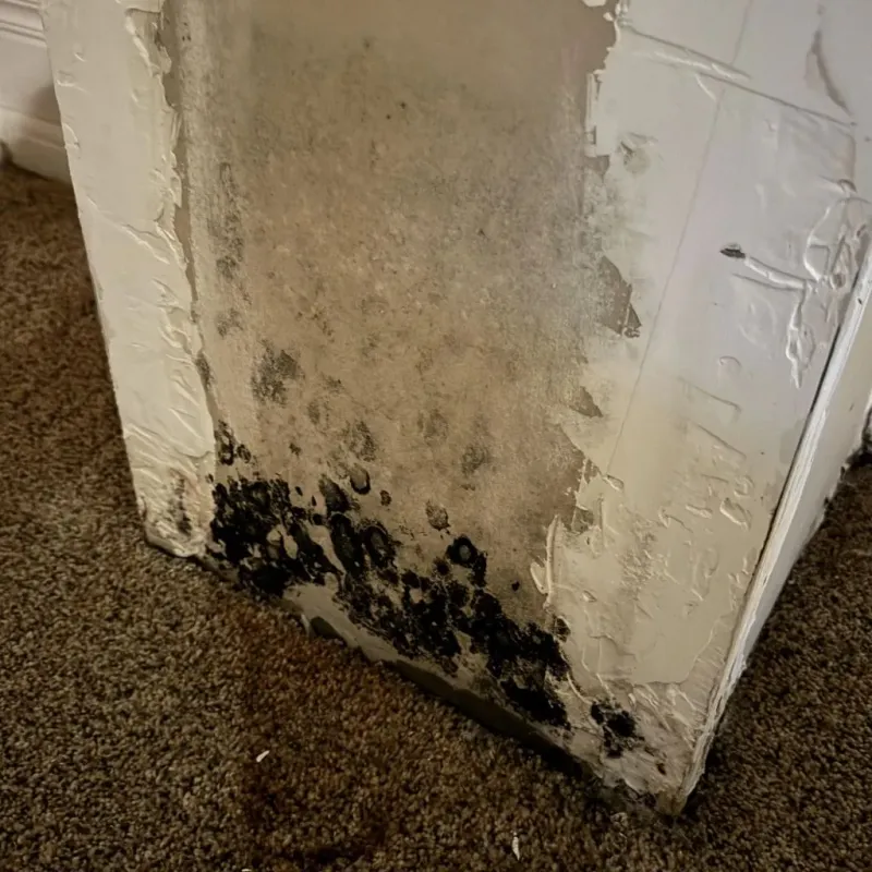 Professional Mold Removal in Brookneal, VA
